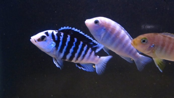 Labidochromis chisumulae