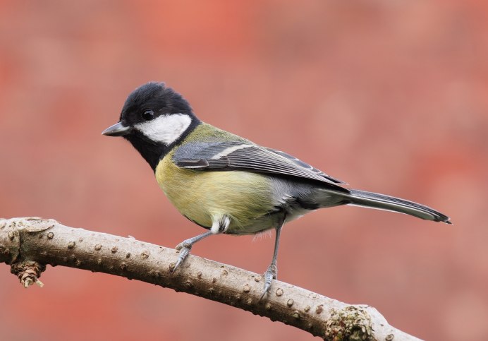 Синица серая (Parus cinereus)
