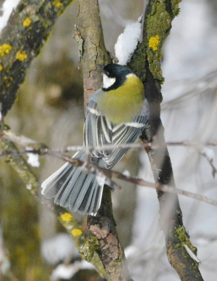 Синица Parus Major