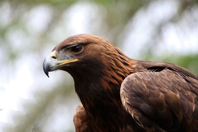 Степной орёл (Aquila nipalensis