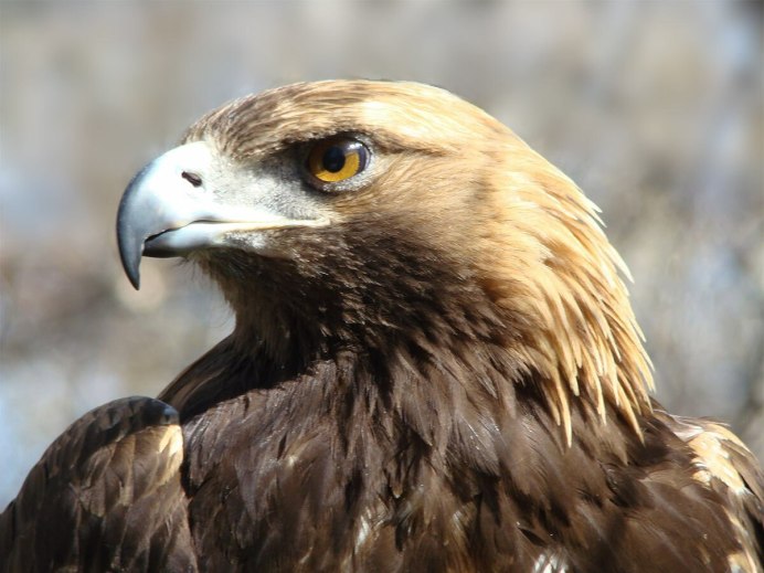Беркут Aquila chrysaetos (Linnaeus, 1758)