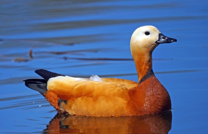 Клюв водоплавающих птиц