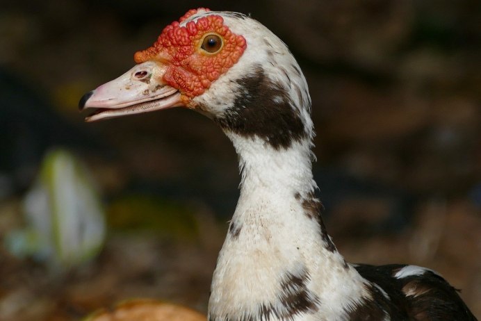 Огарь Tadorna ferruginea