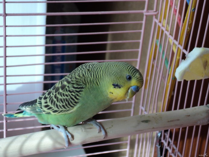 Волнистый попугай Budgie