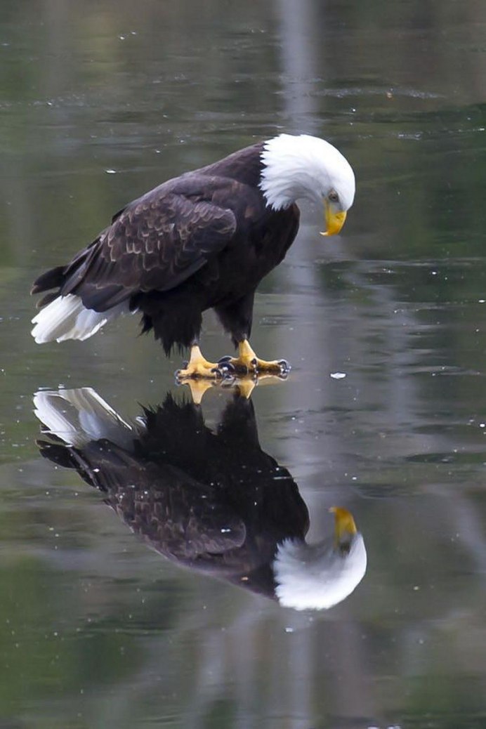 Лилия bald Eagle