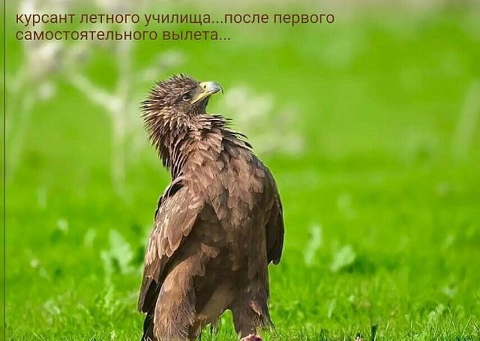 Коршун смешной