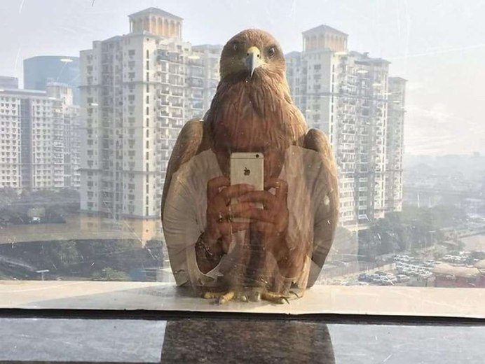 Сокол на окне