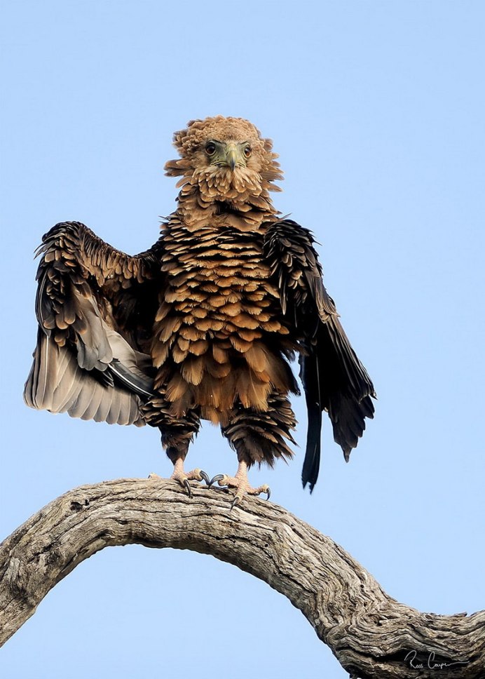 Финалисты конкурса comedy Wildlife Photography Awards: