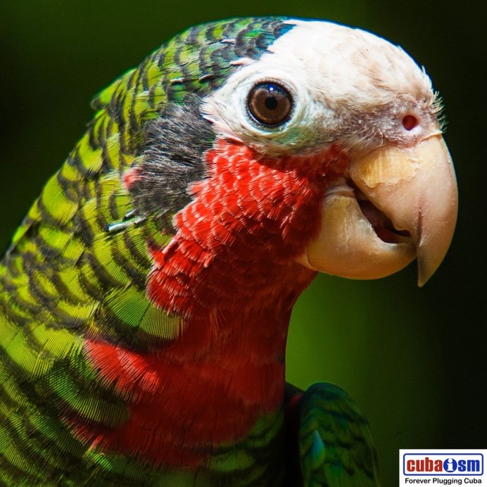 Зеленокрылый и красный ара