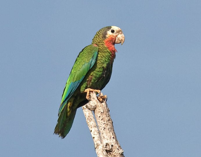 Пуэрториканский попугай