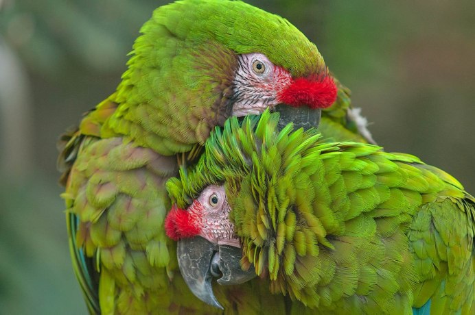 Картина попугая Кубинская Амазонка