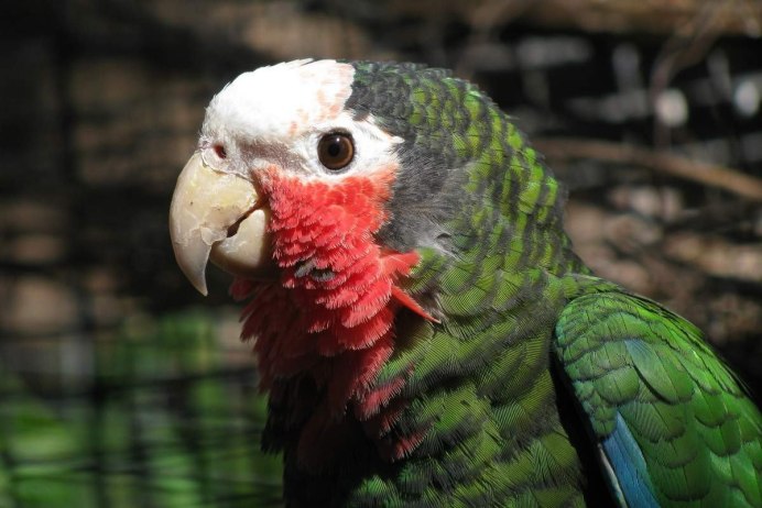 Кубинский Амазон