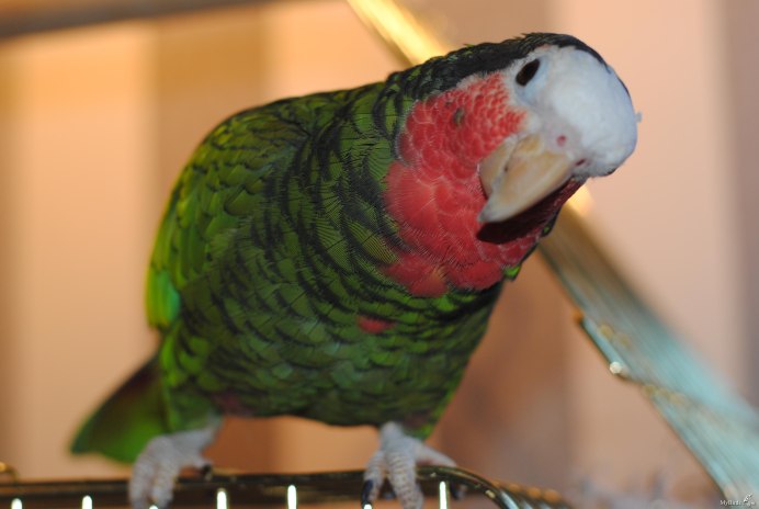 Кубинский Амазон попугай