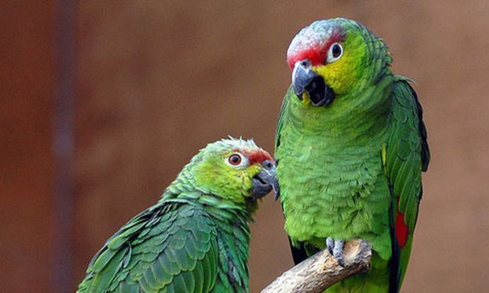 Кубинский Амазон самка