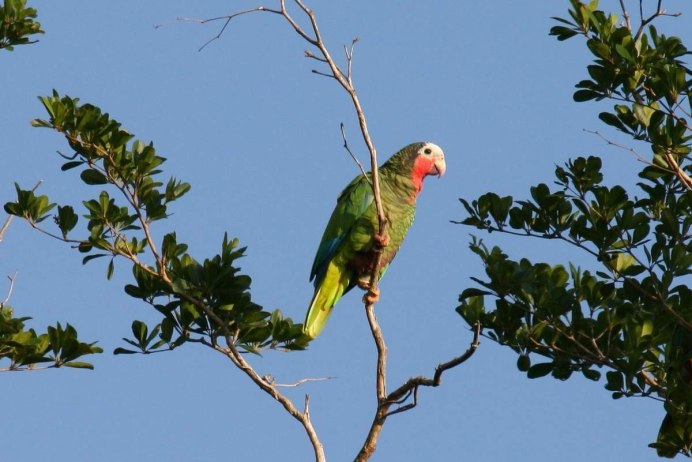 Попугай Амазон белолобый