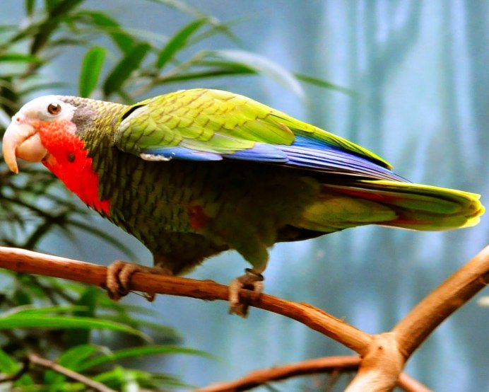 Белоголовый кубинский Амазон фото