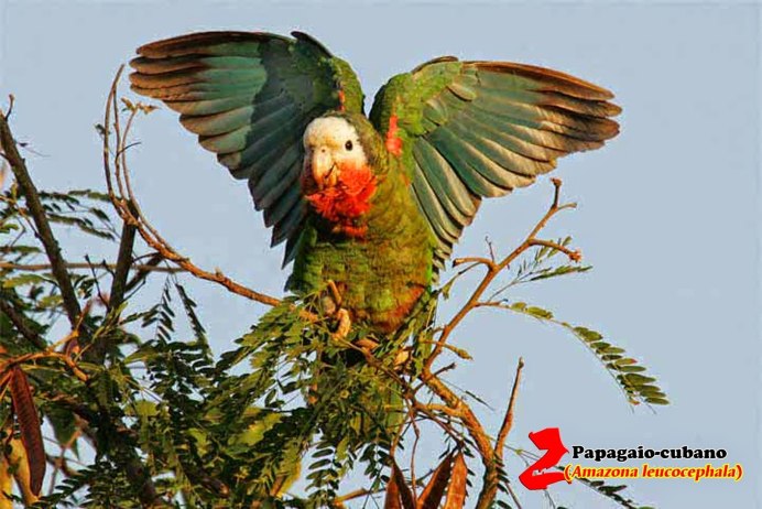 Амазон попугай Короноголовый