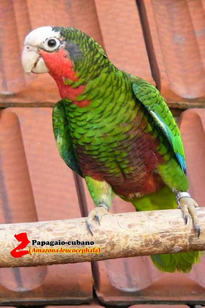 Попугай белоголовый Амазон Продолжительность жизни