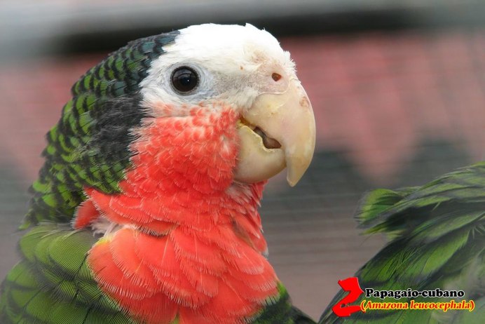 Белоголовый Амазон попугай