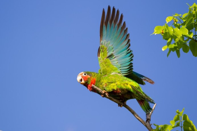 Кайманский Амазон