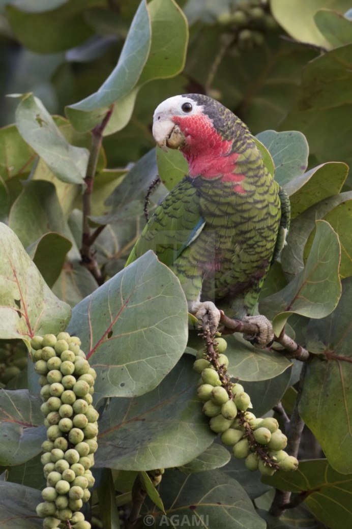 Амазон попугай