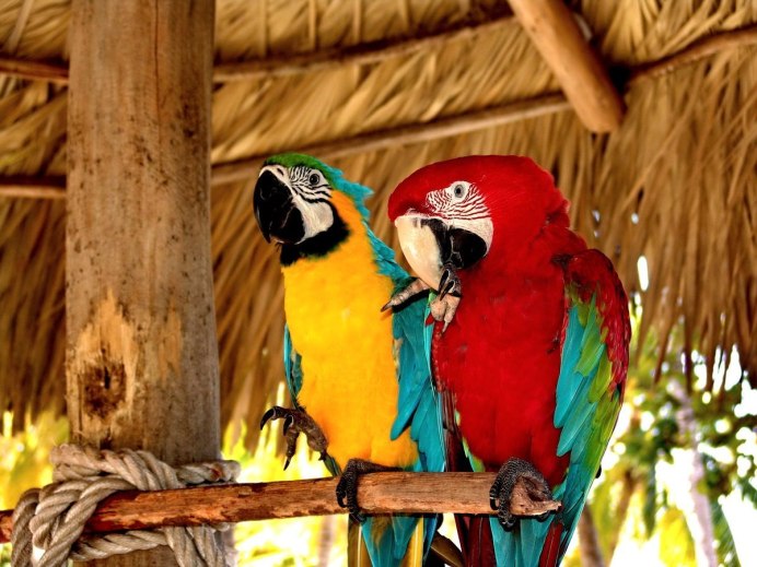 Белоголовый кубинский Амазон фото