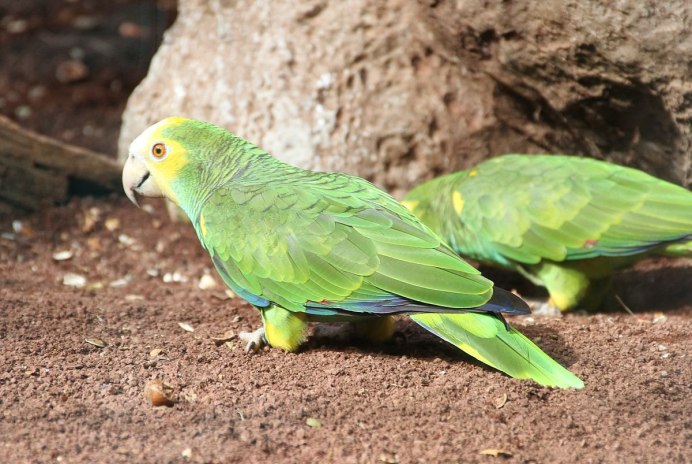 Белоголовый кубинский Амазон
