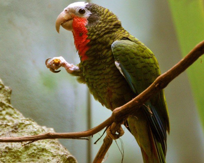 Попугай ара кубинский