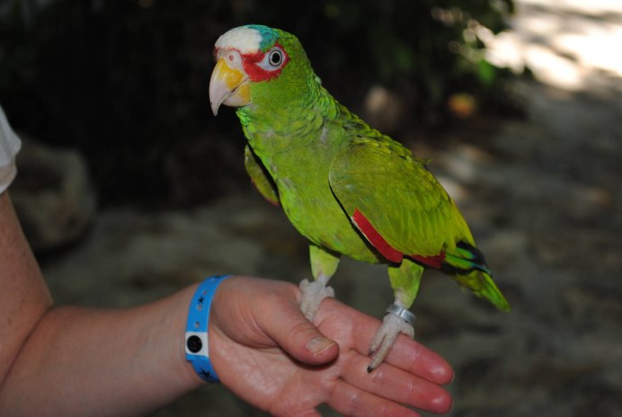 Кайманский Амазон