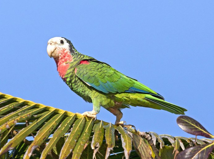 Белоголовый Амазон попугай