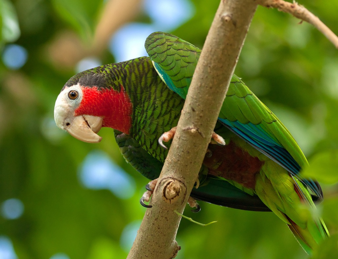 Кубинская Амазонка попугай