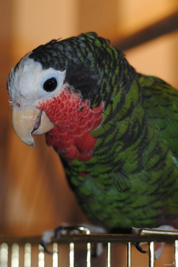 Белоголовый Амазон попугай