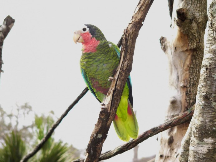 Кубинский Амазон попугай