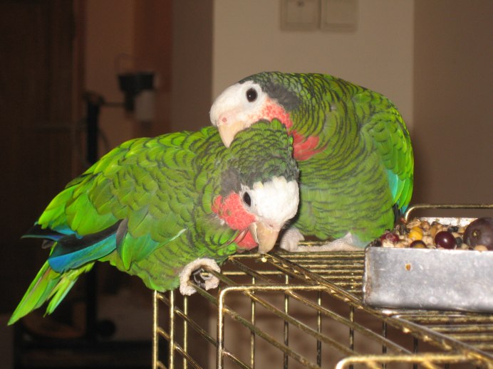 Белолобый кубинский Амазон