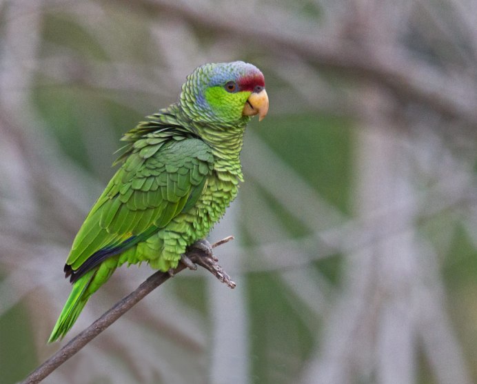 Амазон попугай