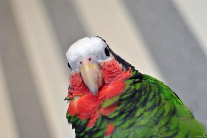 Кубинский Амазон