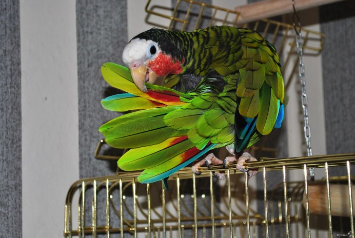 Попугай Макао зеленовато оранжевый