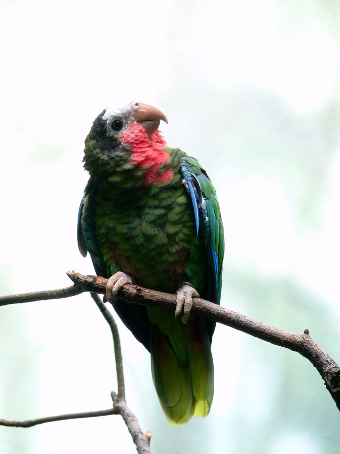 Синелобый Амазон