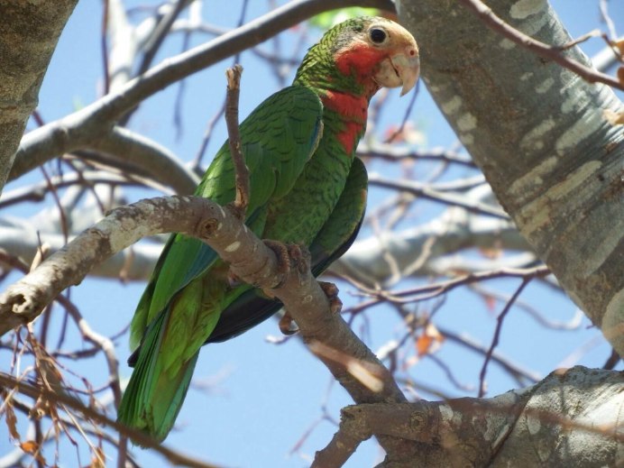 Кубинский Амазон попугай