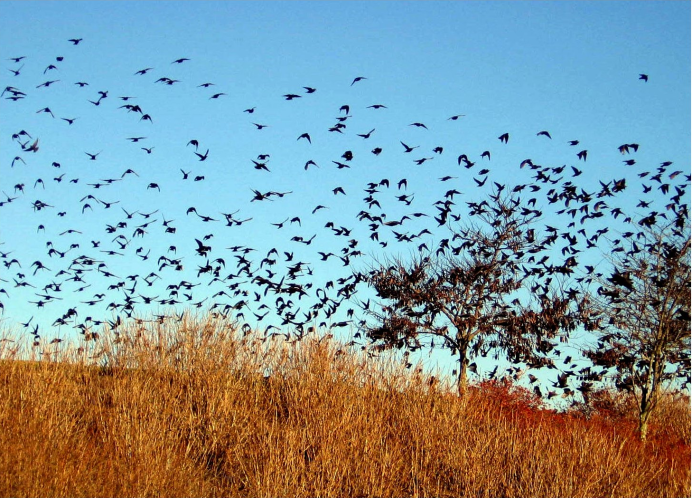 Стая грачей