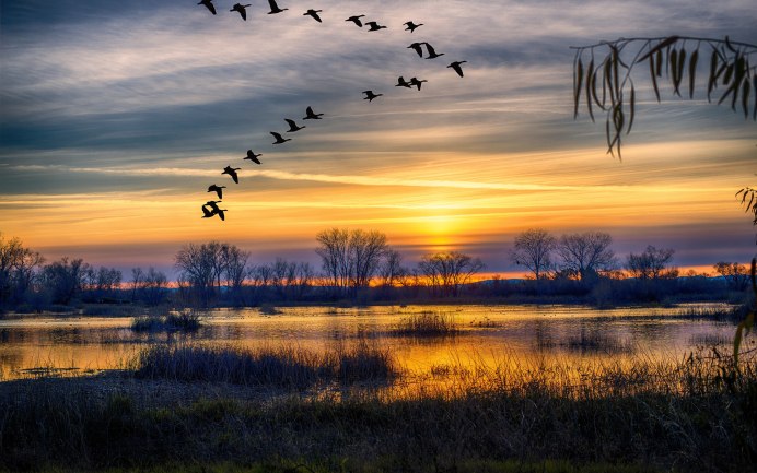 Птицы улетают на Юг