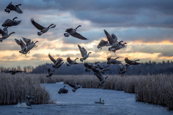 Журавлиный Клин осенью живопись