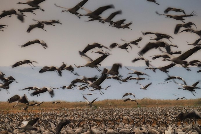 Птицы в небе