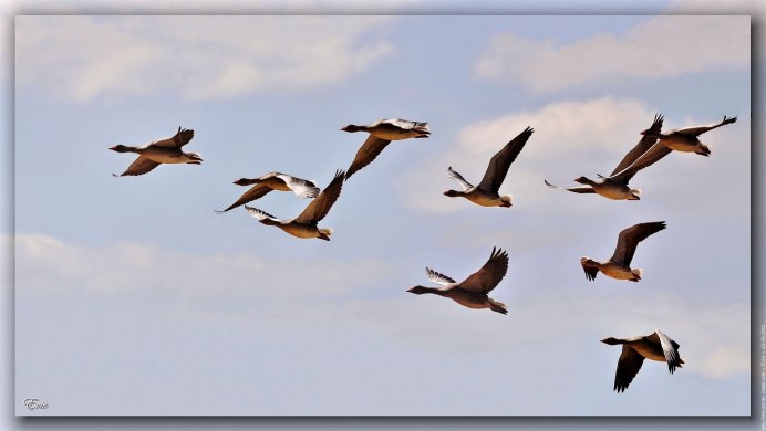 Перелетные птицы улетают на Юг