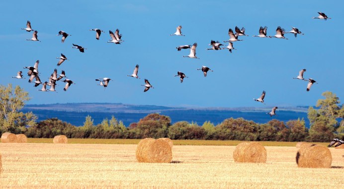 Перелётные птицы журавлиный Клин