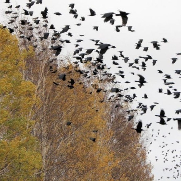 Мигрирующие птицы