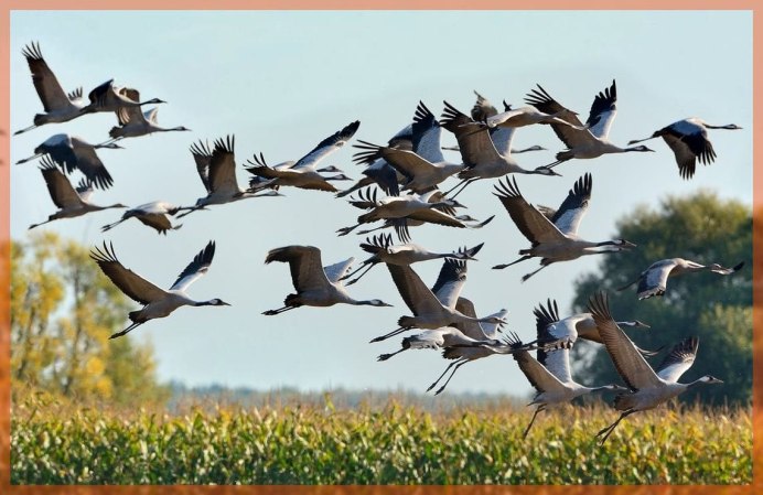 Красивые перелетные птицы