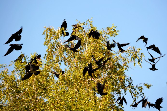 Клин птиц в небе