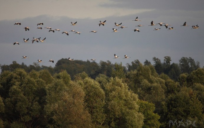 Перелётные птицы журавлиный Клин