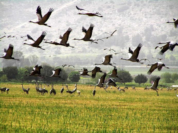 Стая Клин журавлей